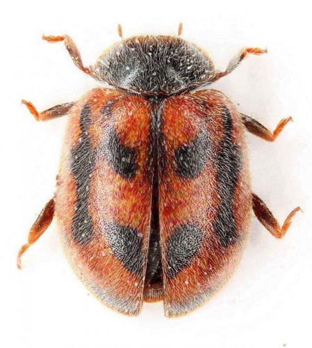 Réf. 63 320 : Novius cruentatus