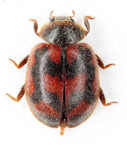 Réf. 63 321 : Novius cruentatus
