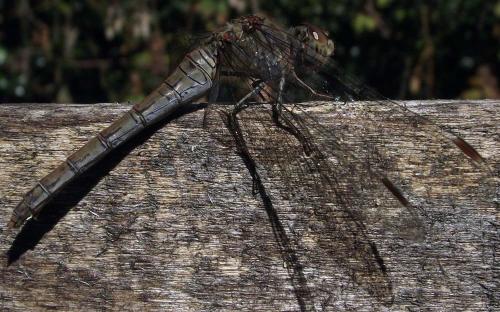 Sympetrum striolatum