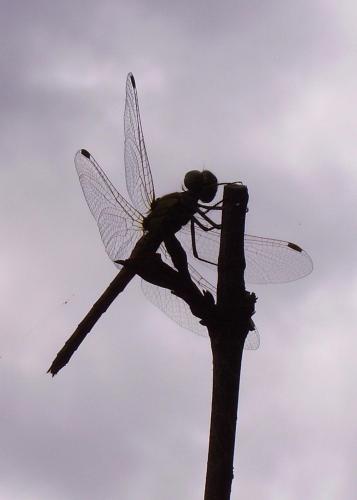 Sympetrum striolatum