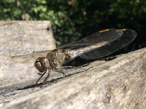 Sympetrum striolatum