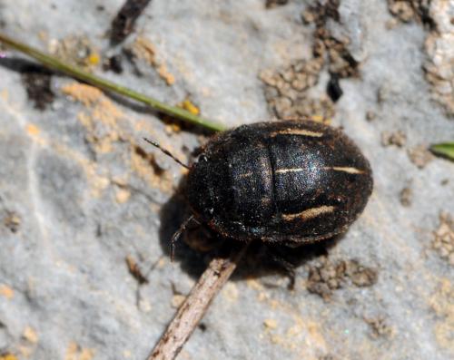 Réf. 63 299 : Odontoscelis fuliginosa