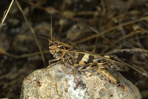 Réf. 63 327 : Oedaleus decorus