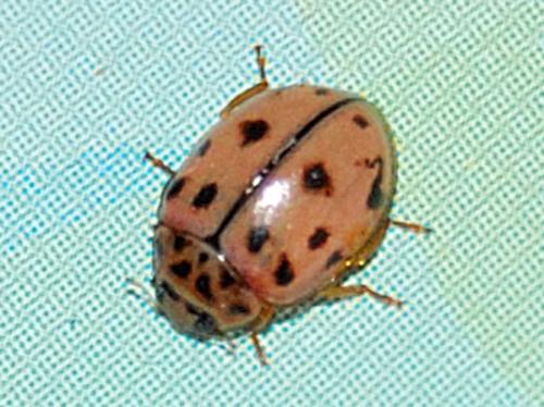 Réf. 63 966 : Oenopia conglobata