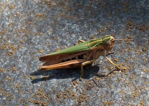 Omocestus sp.