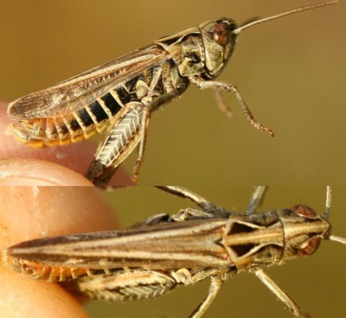 Omocestus haemorrhoidalis haemorrhoidalis