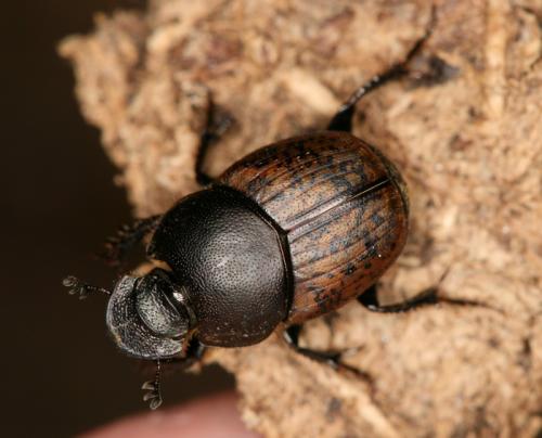Réf. 63 617 : Onthophagus similis