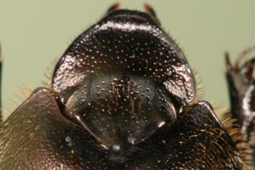 Réf. 63 998 : Onthophagus fracticornis