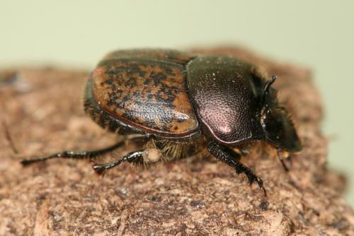 Réf. 63 999 : Onthophagus fracticornis