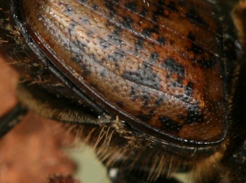 Réf. 63 619 : Onthophagus similis