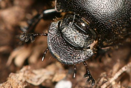 Réf. 63 618 : Onthophagus similis