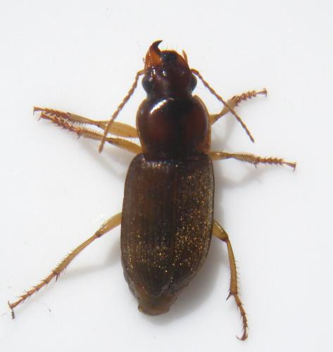 Pseudoophonus griseus
