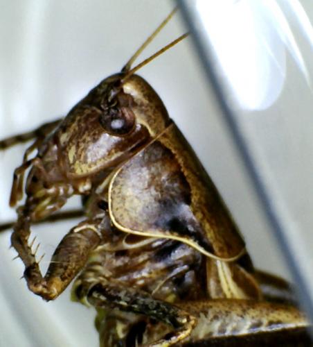 Pholidoptera griseoaptera