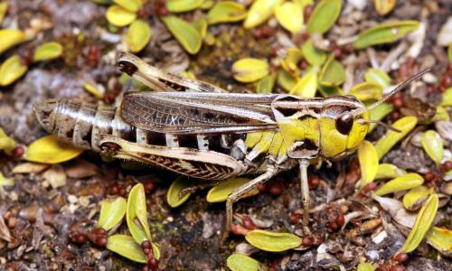 Réf. 63 824 : Stenobothrus cotticus