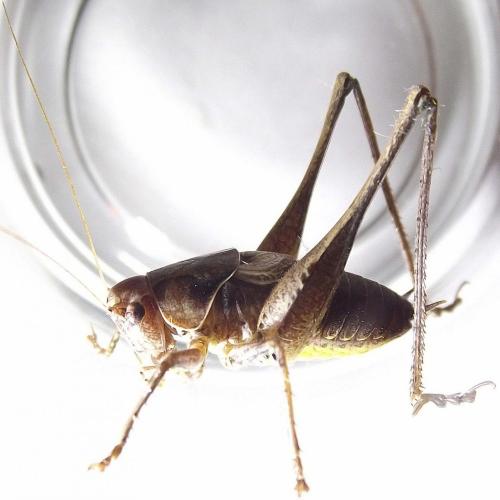 Pholidoptera griseoaptera