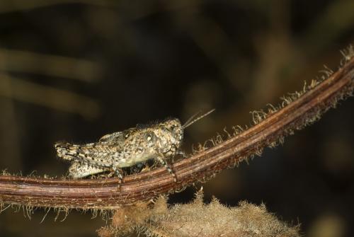 Réf. 63 359 : Acrotylus sp.