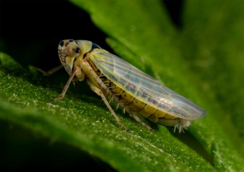 Réf. 63 556 : Macrosteles sp.
