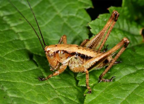 Réf. 63 684 : Tettigoniinae inconnu