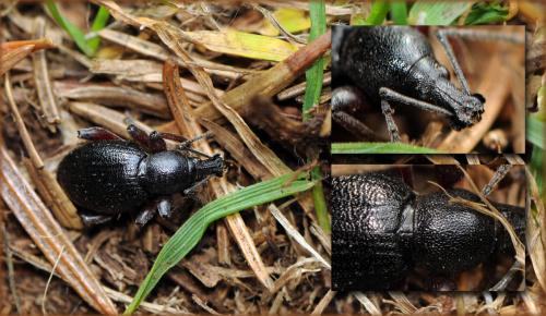 Réf. 63 255 : Otiorhynchus tenebricosus