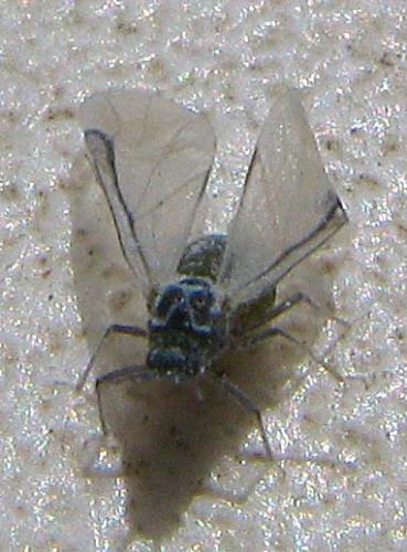 Réf. 63 336 : Pemphigus immunis