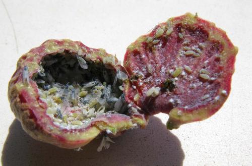 Réf. 63 334 : Pemphigus immunis