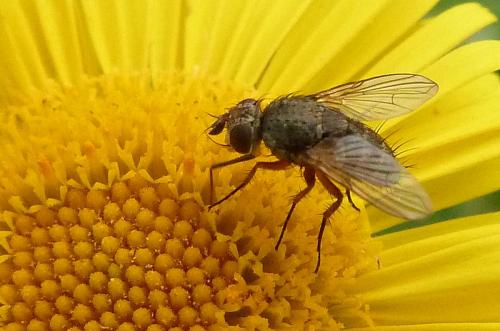 Réf. 63 173 : Siphona sp.