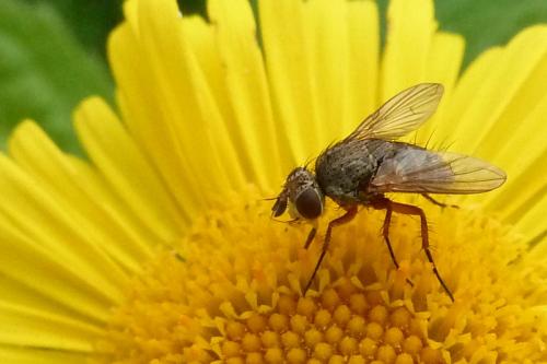 Réf. 63 174 : Siphona sp.