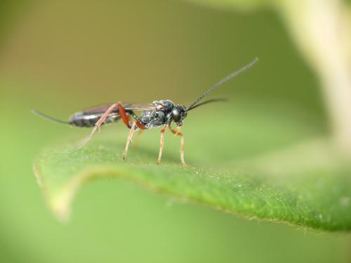 Réf. 63 994 : Campopleginae inconnu
