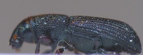 Réf. 63 590 : Rhyncolus elongatus