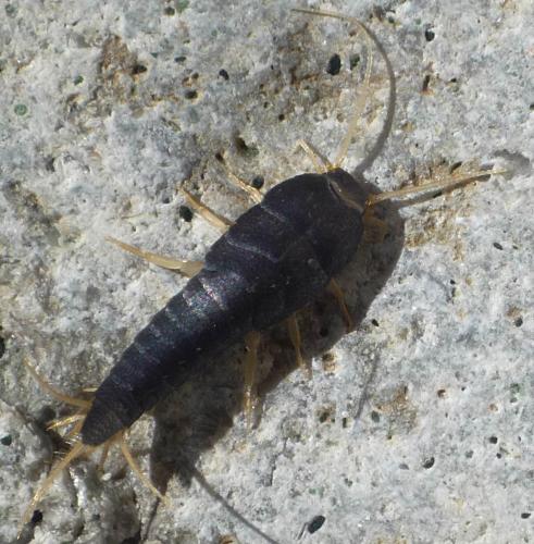 Lepisma saccharina