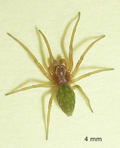 Nigma walckenaeri