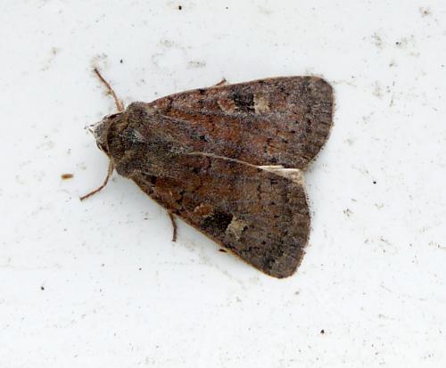 Réf. 63 239 : Xestia xanthographa
