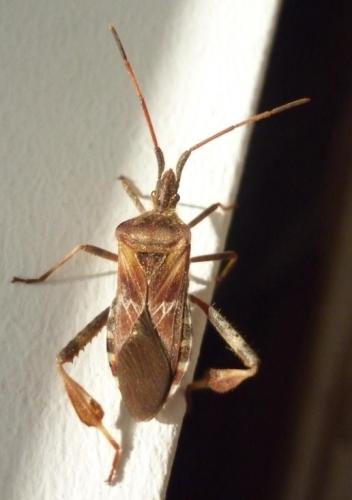 Leptoglossus occidentalis
