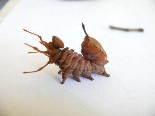 Réf. 63 393 : Stauropus fagi