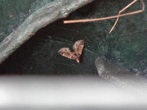 Pyralis farinalis