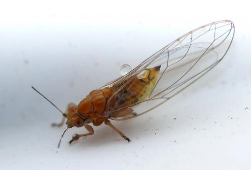 Trioza sp.