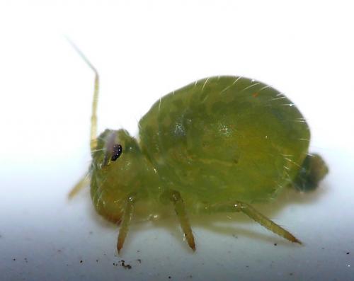Sminthurus viridis