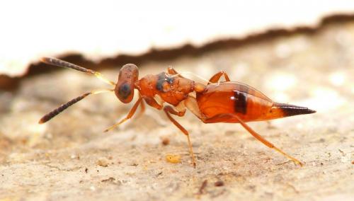 Dipara sp.