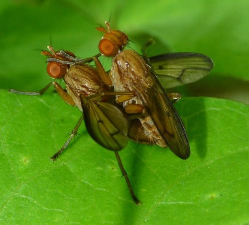 Réf. 63 805 : Tetanocera elata