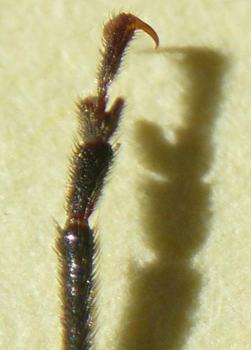 Arhopalus ferus