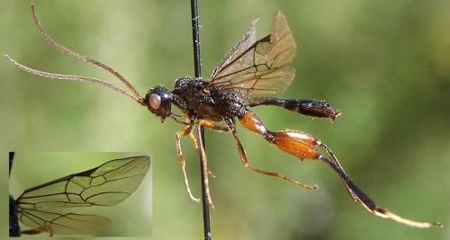 Réf. 63 188 : Wroughtonia spinator