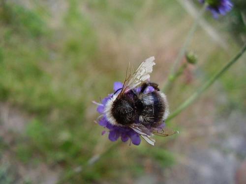 Réf. 63 156 : Bombus bohemicus