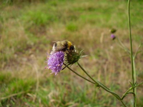 Réf. 63 213 : Bombus lucorum