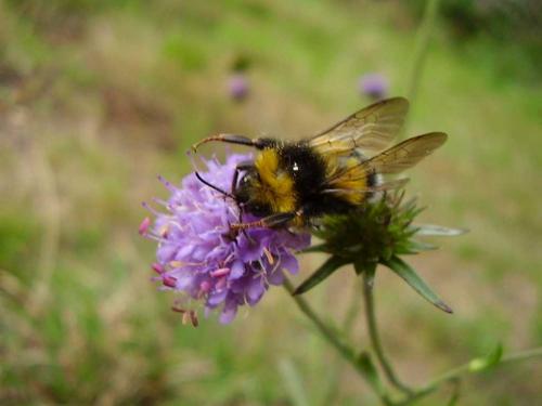 Bombus sp.