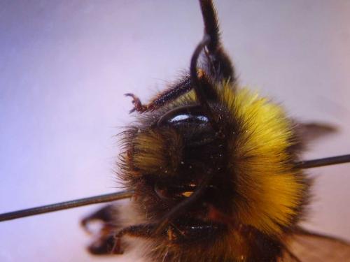 Bombus sp.