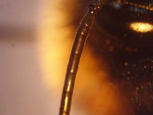 Bombus vestalis