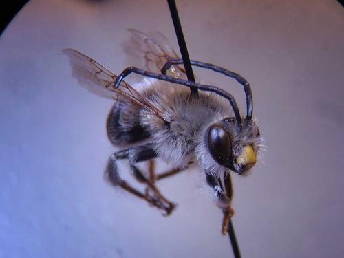 Réf. 63 474 : Eucera clypeata