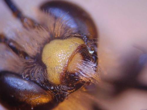 Eucera clypeata