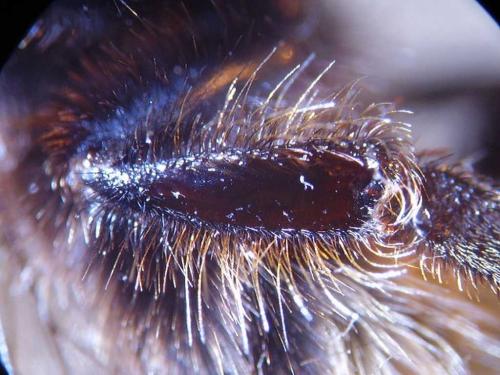 Bombus ruderarius