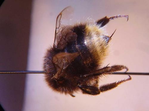 Bombus ruderarius